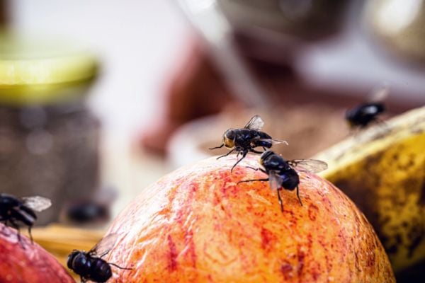 Vliegende insecten