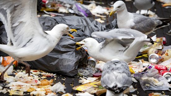 Vogelwering
